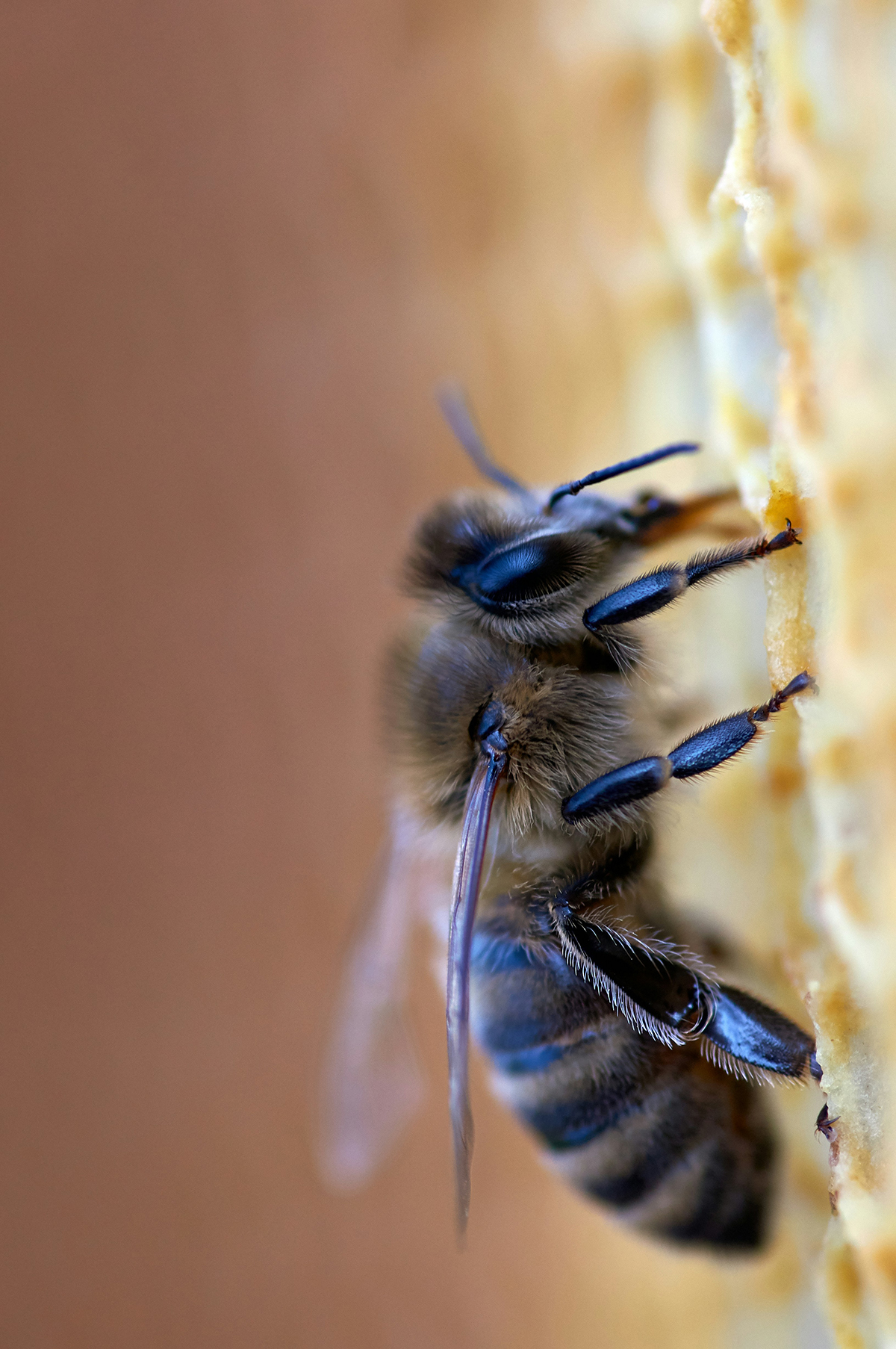 manuka